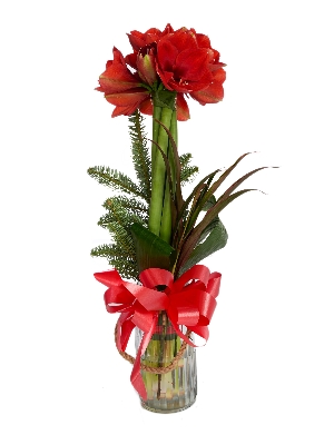 Red Christmas Amaryllis